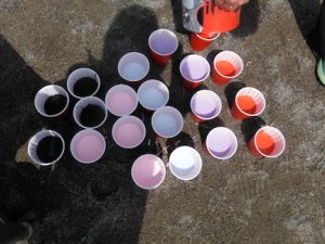 cups filled with paint